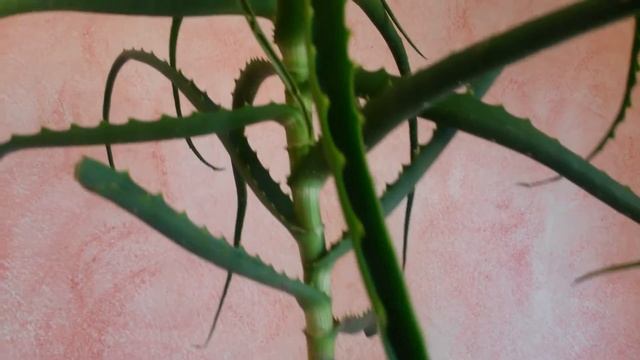 Aloe Arborescens, Aloe Candelabro, Pulpo. смотреть онлайн