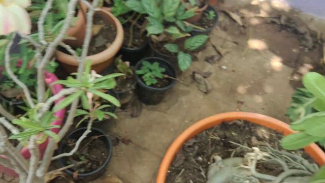 15years old ADENIUM BONSAI смотреть онлайн