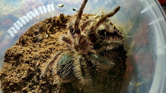 Паук старичок Pterinochilus murinus ещё может... смотреть онлайн