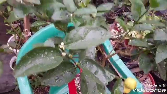 Лимон Pica смотреть онлайн