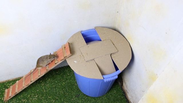 Amazing!!! 5 Mice in Trapped ? Best mouse/ Rat Trap ?Good idea Mouse Trap fun ? смотреть онлайн