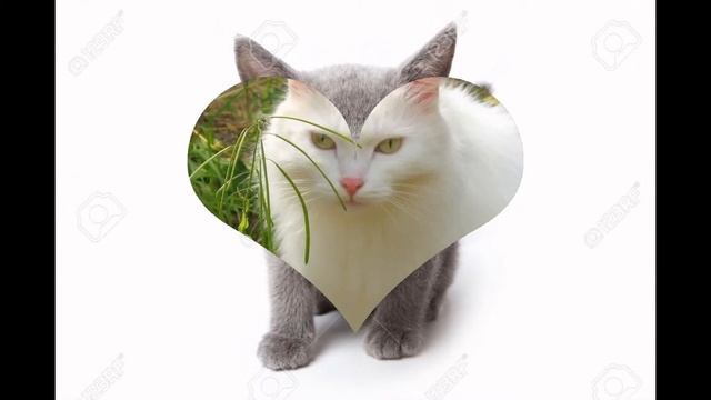 Русская белая (Russian White Cat) породы кошек( Slide show)! смотреть онлайн