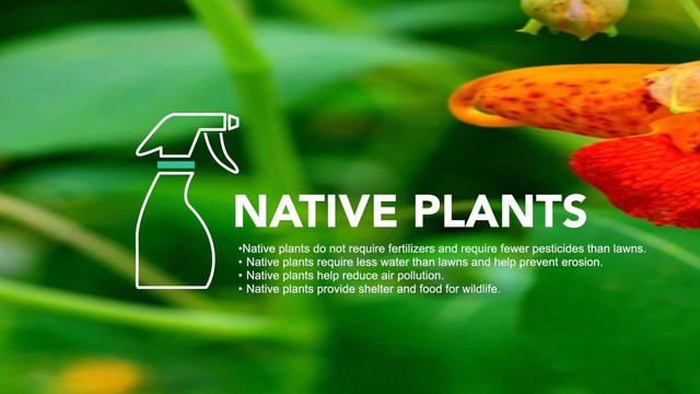 Perennial Plants Live For Decades | Flowers Garden смотреть онлайн