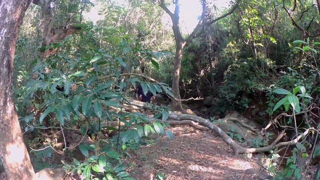 Pilgrims Diary 140 Индия Гоа Джунгли Арамболь Свит лейк смотреть онлайн