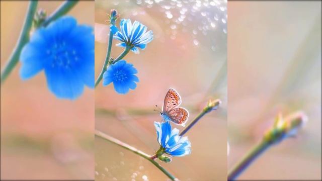 ☀️Пусть мир улыбнётся солнышком ясным, пусть каждый ваш день будет самым прекрасным! Музыка для душ смотреть онлайн