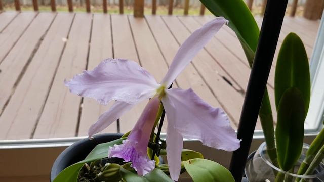 原生卡特兰 Cattleya jenmanii var coerulea смотреть онлайн