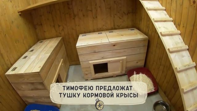 Первое знакомство с манулом Тимофеем ? смотреть онлайн
