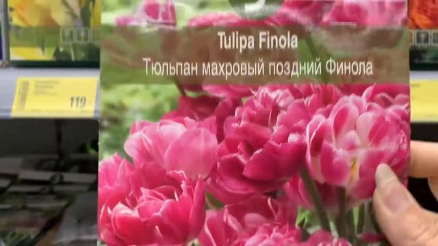 ТЮЛЬПАНЫ? для осени (обзор сортов) осень 2021 магазин КАСТОРАМА. Лучшие голландские луковицы❗️ смотреть онлайн
