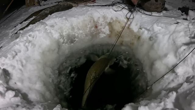 Такому улову позавидует каждый рыбак. Проверка перемета 22.12.2023. смотреть онлайн