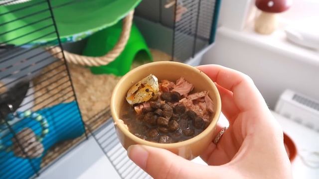I rescued two baby rats... they were fed sandwiches? | VLOG смотреть онлайн