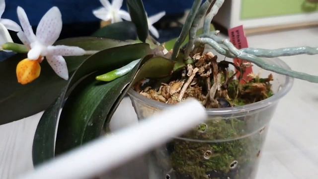 Первое цветение Фаленопсисов и их адаптация. смотреть онлайн