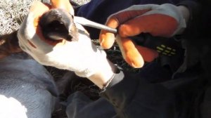 Обрезаем копыта козе