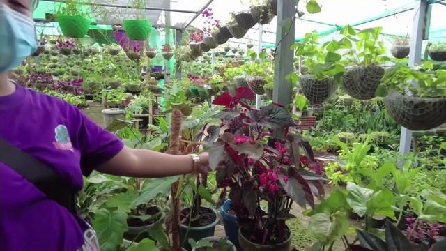 AA’s Garden Plant Raid/Tour смотреть онлайн