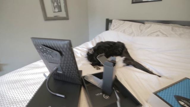 Best Digital Photo Frame 2020: Nixplay 10.1" Smart Photo Frame Review by Talking Border Collie MIx смотреть онлайн