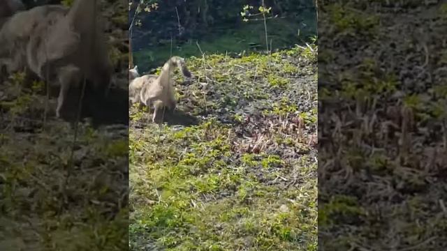 Наши кошки поймали мышь и решили поиграть... смотреть онлайн