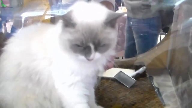 Рэгдолл - Шикарный Пушистый КРАСАВЕЦ на Выставке Кошек | ПОРОДЫ КОШЕК смотреть онлайн