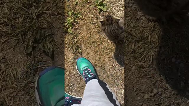 Нашла маленького котенка…