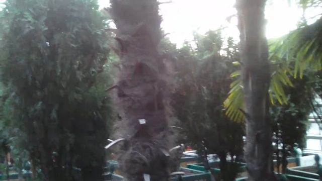 Где зимуют сибирские пальмы и зеленая щепочка смотреть онлайн