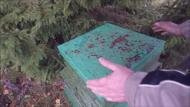 Латвийский улей -  Latvian  Beehive - Latvijas Strops