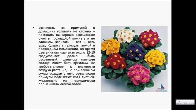 комнатная примула смотреть онлайн