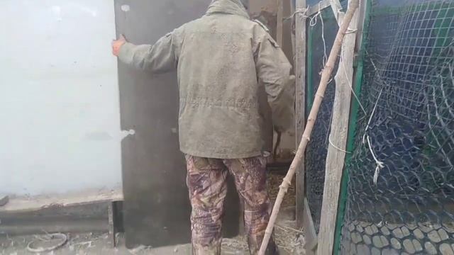 Лиса в курятнике смотреть онлайн