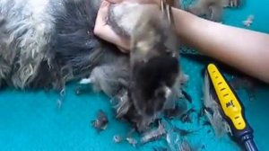 ✂✂Как стричь кошек #машинкой ?#груминг Дома!