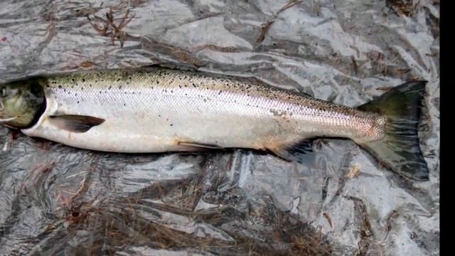 Карелия. Ч.1 смотреть онлайн