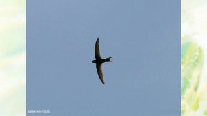 ИНТЕРЕСНЕЙШИЕ ФАКТЫ!! ★Чем стрижи отличаются от ласточек?★