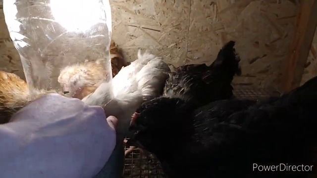 кормушка для цыплят?бесплатно! ?*русская кухня на обед? смотреть онлайн