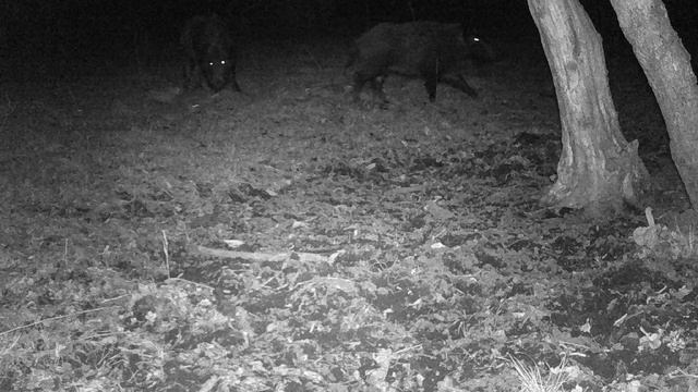 Свиньи на солонце. Борьба за солонец и попытка размножаться.