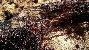 10 литров с 1м2! Какие сорта КЛЮКВЫ садовой посадить? Сорта клюквы ПИЛИГРИМ, БЕН ЛИР, СТИВЕНС