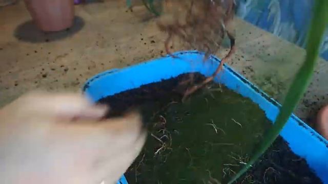 драконовое дерево пересадка шикарные корни #комнатныецветы #цветы #драконовоедерево смотреть онлайн