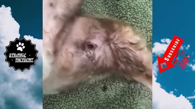 Removing A Huge Gadfly Inside A Maltese Dog's Foot смотреть онлайн