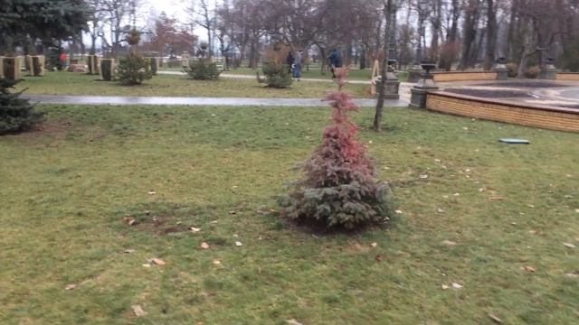 Красные елки, покрасили елки чтобы не срубили на новый год. смотреть онлайн