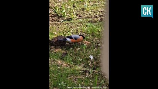 Снегирь летом в Кирове смотреть онлайн