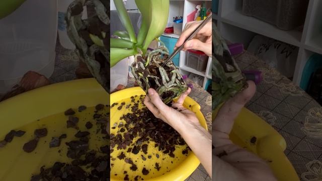 Адель и 169 орхидея смотреть онлайн