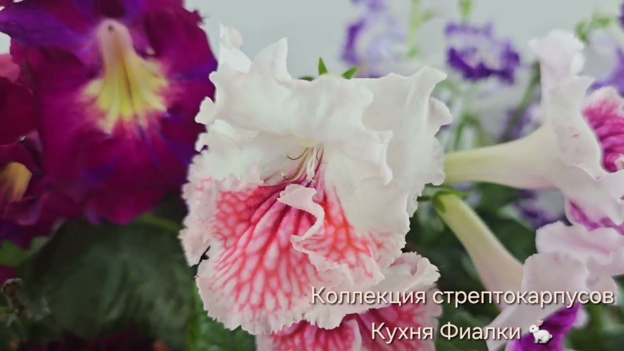 И снова красавцы с характером. Стрептокарпусы в феврале прекрасны! смотреть онлайн