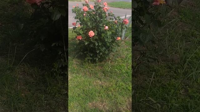 Подушковидные ели#shorts #emerald5726 #георгиевскийгородскойокруг смотреть онлайн