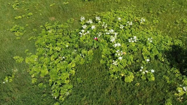 Обрезка цветов борщевика Сосновского доступна каждому! Ускоренное видео спасения поля. смотреть онлайн