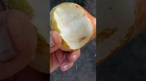 груша Виктория