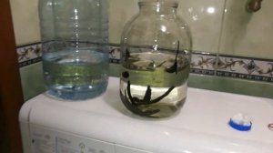 Болезни медицинских пиявок, как и чем их лечить. Как поправить здоровье  и  финансы.