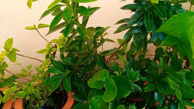 पानी-पानी रे..... फिर आया तूफान साथ में तेज बारिश भी 😱😱🌧️🌧️ смотреть онлайн
