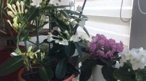 Стефанотис (Мадагаскарский жасмин) Мой уход за этим прекрасным цветком ?