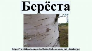 Берёста