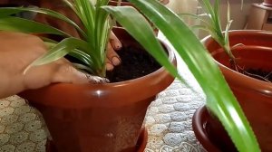 Панданус, домашняя пальма сажаем.