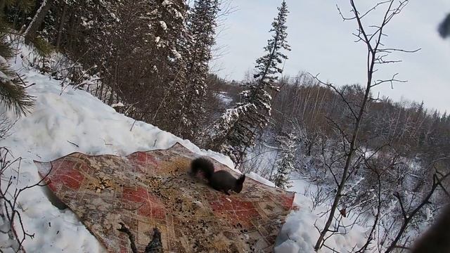 ОСТАВИЛА КОРМУШКУ В ЛЕСУ!!! ВЕРНУЛАСЬ НА СЛЕДУЮЩИЙ ДЕНЬ А ТАМ.... смотреть онлайн