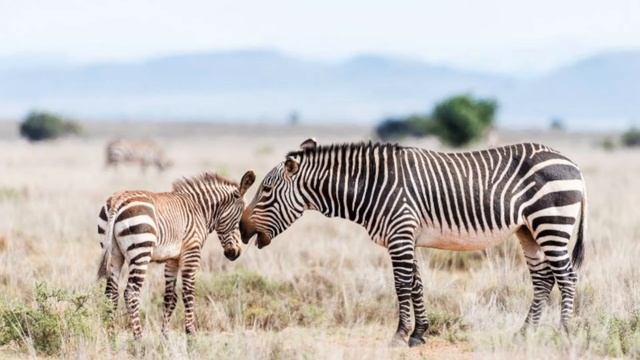 The Zebra Storyteller - Spencer Holst смотреть онлайн