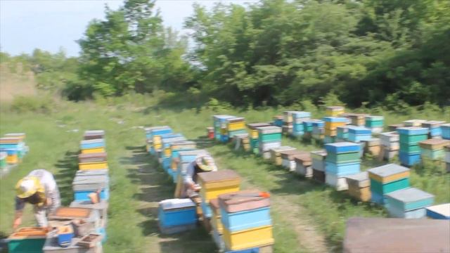 Пасека Кавказа