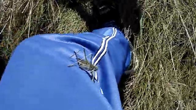 укусила саранча