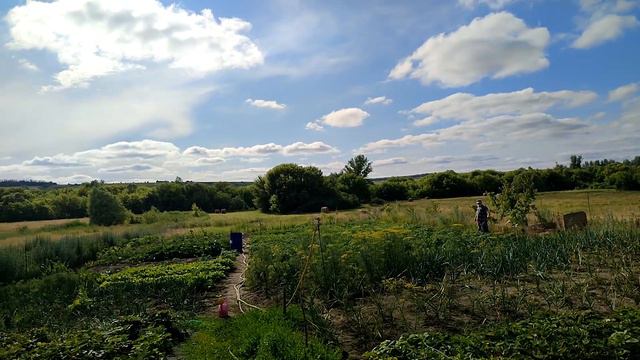 ИЗ ГОРОДА В ДЕРЕВНЮ. ТРАВИМ КОЛОРАДСКОГО ЖУКА.ПЕРВЫЙ УРОЖАЙ ЛИПЫ. ЖИМОЛОСТНОЕ ВАРЕНЬЕ САМОЕ ВКУСНОЕ смотреть онлайн